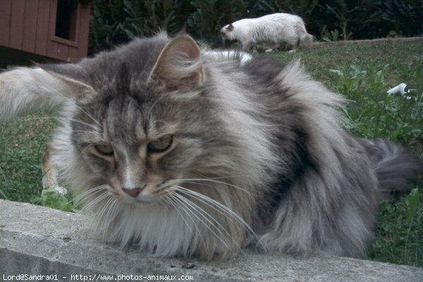 Photo de Maine coon