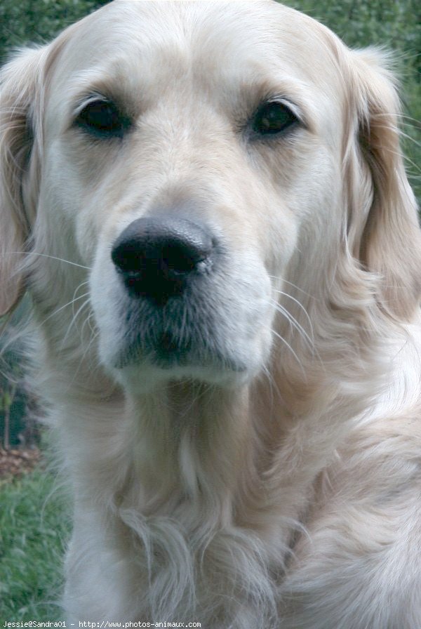 Photo de Golden retriever