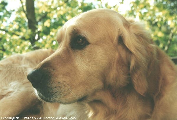 Photo de Golden retriever