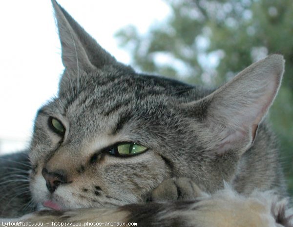 Photo de Chat domestique