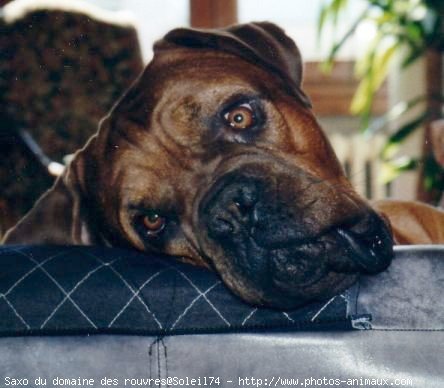 Photo de Dogue de bordeaux