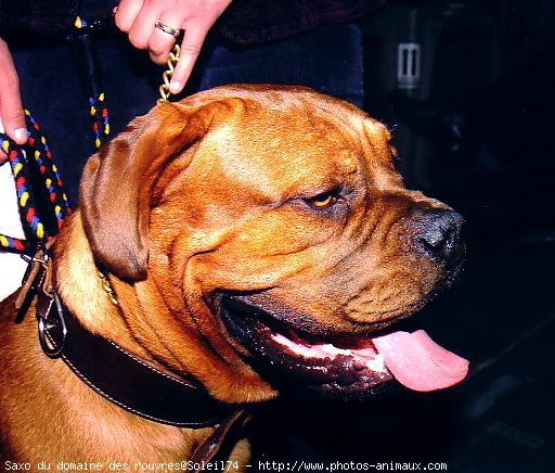 Photo de Dogue de bordeaux