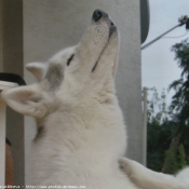 Photo de Husky siberien