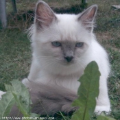 Photo de Sacr de birmanie