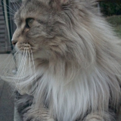 Photo de Maine coon