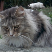 Photo de Maine coon