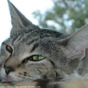 Photo de Chat domestique