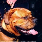 Photo de Dogue de bordeaux