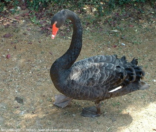 Photo de Cygne