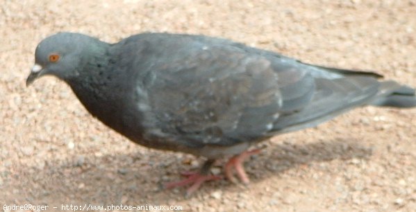 Photo de Pigeon