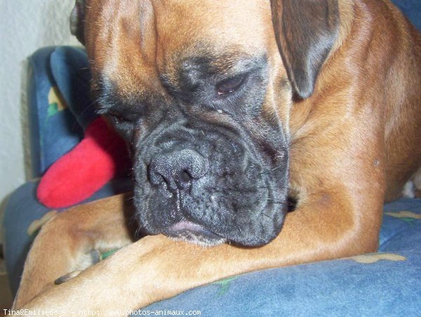 Photo de Boxer