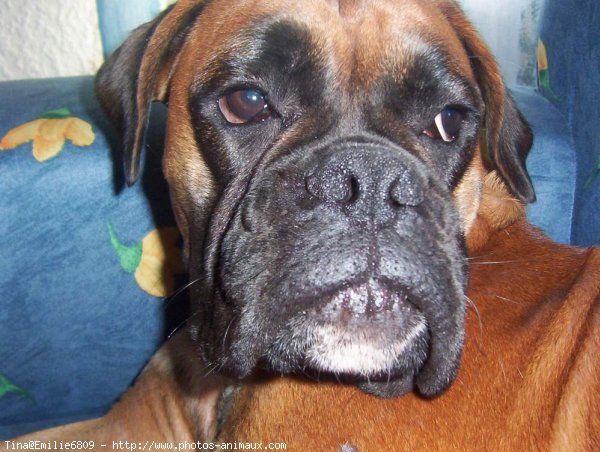 Photo de Boxer