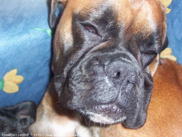 Photo de Boxer