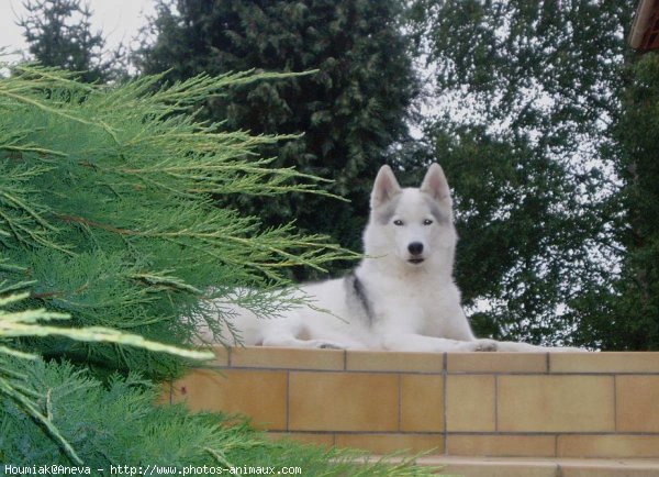 Photo de Husky siberien