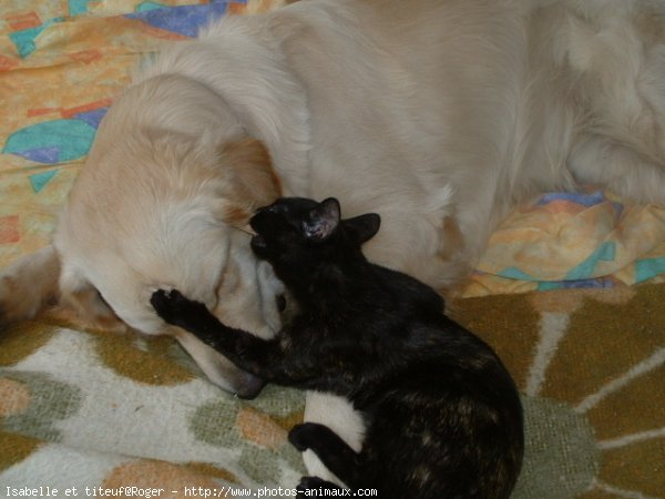 Photo de Golden retriever