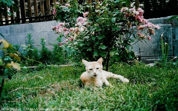 Photo de Chat domestique