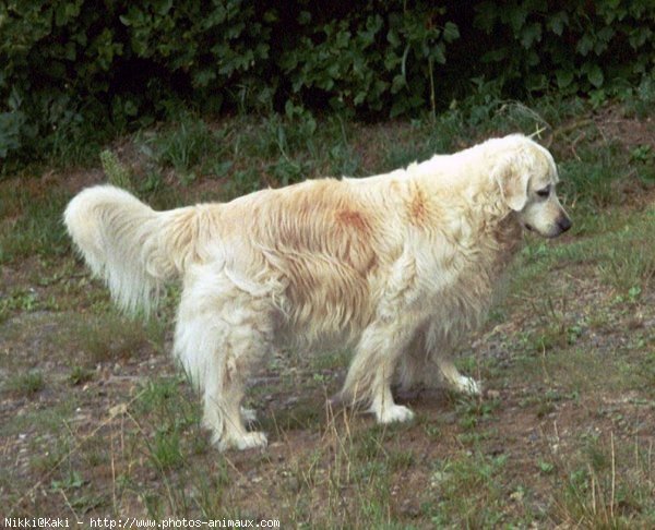 Photo de Golden retriever