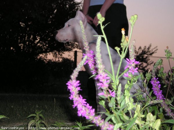 Photo de Dogue argentin