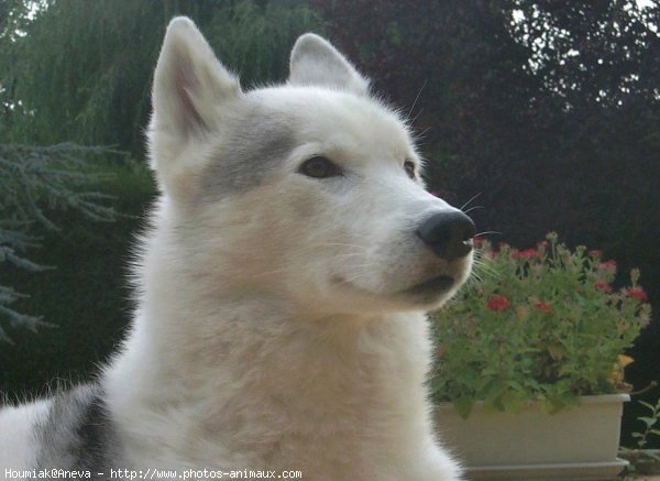 Photo de Husky siberien