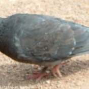 Photo de Pigeon