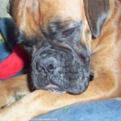 Photo de Boxer