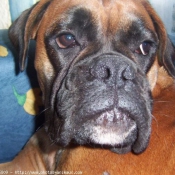 Photo de Boxer