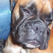 Photo de Boxer