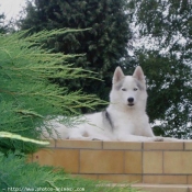 Photo de Husky siberien