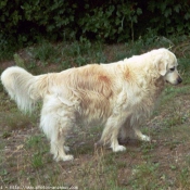 Photo de Golden retriever