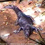 Photo de Crocodile