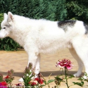 Photo de Husky siberien