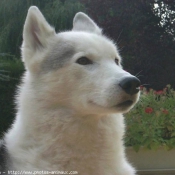 Photo de Husky siberien