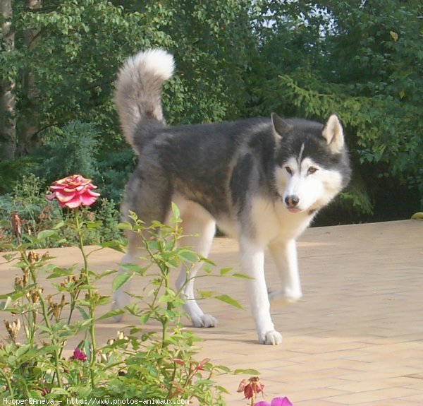 Photo de Husky siberien