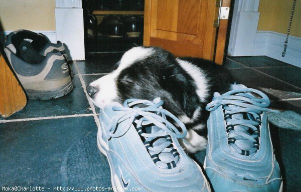 Photo de Border collie