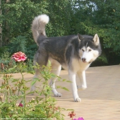 Photo de Husky siberien