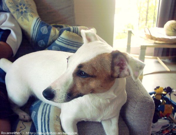 Photo de Jack russell terrier