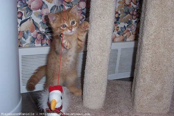 Photo de Chat domestique