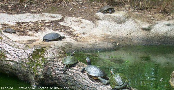 Photo de Tortue