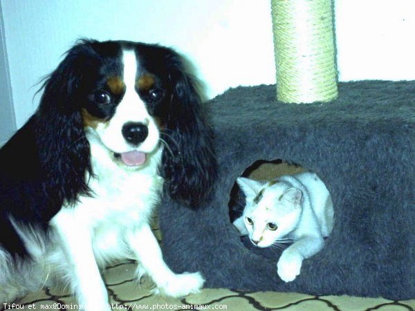 Photo de Cavalier king charles spaniel