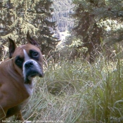 Photo de Boxer