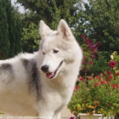 Photo de Husky siberien