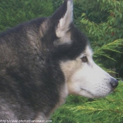 Photo de Husky siberien