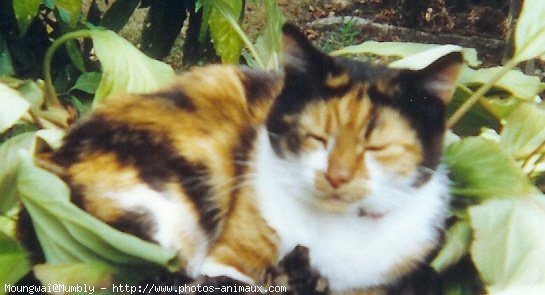 Photo de Chat domestique