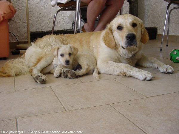 Photo de Golden retriever