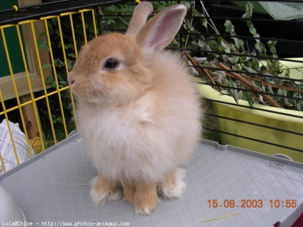 Photo de Lapin