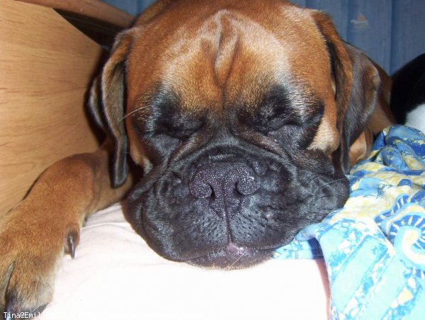 Photo de Boxer