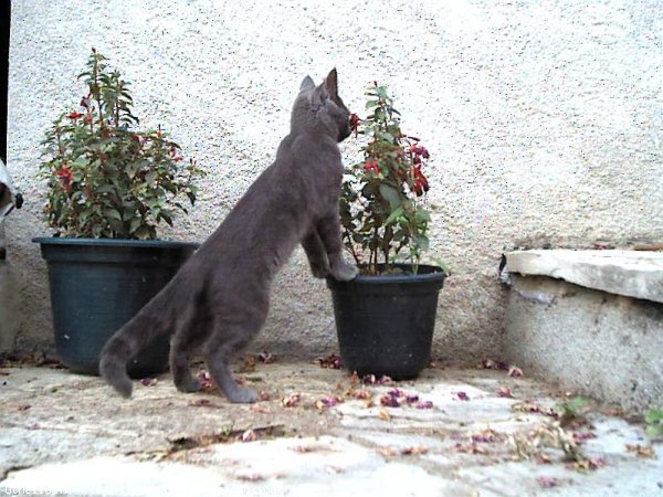 Photo de Chat domestique