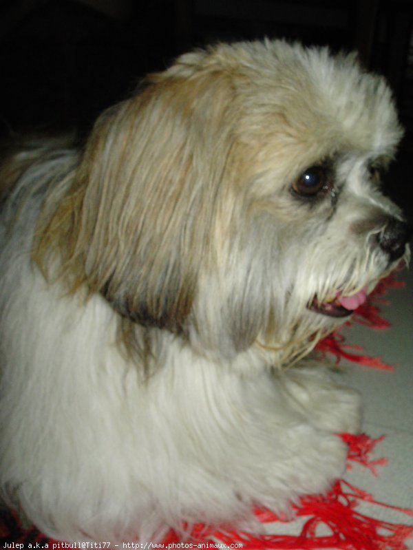 Photo de Shih tzu