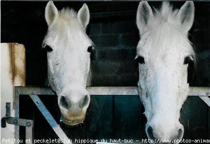 Photo de Camargue