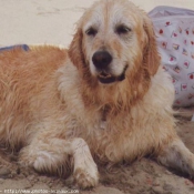 Photo de Golden retriever